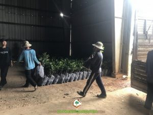 Mít thái siêu sớm, Mít thái siêu sớm changai, Cây giống mít thái, Cây mít siêu sớm, Vườn ươm Cây Xanh Gia Nguyễn, Cây ăn trái