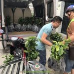 CÂY XANH GIA NGUYỄN CUNG CẤP 200 CÂY MÃNG CẦU XIÊM THÁI CHO CHỊ LAN Ở LÂM ĐỒNG