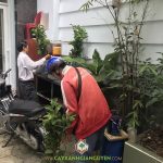 CÂY XANH GIA NGUYỄN CUNG CẤP 50 CÂY ỔI NỮ HOÀNG CHO CÔNG TY ĐỨC THÁI NAM TẠI TPHCM