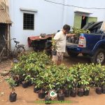 CÂY XANH GIA NGUYỄN CUNG CẤP 130 CÂY VÚ SỮA LÒ RÈN CHO ANH MINH Ở ĐỒNG NAI
