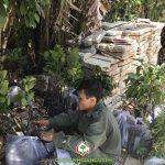 CÂY XANH GIA NGUYỄN CUNG CẤP 85 CÂY GIỐNG ĂN TRÁI CHO CHỊ YẾN Ở TPHCM