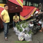 CÂY XANH GIA NGUYỄN CUNG CẤP 120 CÂY DỪA XIÊM DÂY CHO ANH LÊ XUÂN THANH Ở NINH THUẬN