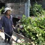 CÂY XANH GIA NGUYỄN CUNG CẤP 4350 CÂY GIỐNG CHO CÔNG TY TNHH MTV VĨNH CƯỜNG LONG THÀNH