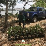 CÂY XANH GIA NGUYỄN CUNG CẤP 115 CÂY DỨA DỪA CHO ANH TRỊNH QUANG ĐỨC Ở ĐỒNG NAI