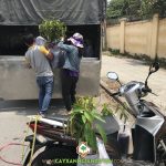 CÂY XANH GIA NGUYỄN CUNG CẤP 25 CÂY SẦU RIÊNG THÁI MONTHONG CHO CHỊ ÚT Ở AN GIANG