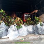 CÂY XANH GIA NGUYỄN CUNG CẤP 80 CÂY VÚ SỮA LÒ RÈN CHO ANH THỊNH Ở PHÚ YÊN