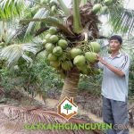 KỸ THUẬT TRỒNG DỪA XIÊM DÂY