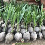 MUA CÂY GIỐNG DỪA XIÊM DÂY Ở ĐÂU?