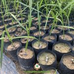 TRỒNG CÂY CHÀ LÀ BẰNG HẠT BAO LÂU CHO QUẢ