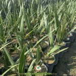 CÁCH PHÒNG TRỪ SÂU BỆNH CHO CÂY CHÀ LÀ Ở VIỆT NAM