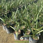 HƯỚNG DẪN TRỒNG CÂY CHÀ LÀ