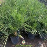 CÂY CHÀ LÀ TRỒNG NHIỀU Ở ĐÂU NƯỚC TA