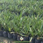 HƯỚNG DẪN CHĂM SÓC CÂY CHÀ LÀ ĂN QUẢ