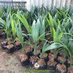 PHÒNG TRỪ SÂU BỆNH CHO CÂY DỪA XIÊM DÂY