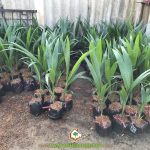 KINH NGHIỆM TRỒNG DỪA XIÊM DÂY CHO THU NHẬP CAO