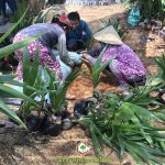 LỢI ÍCH KHI TRỒNG DỪA XIÊM DÂY SIÊU TRÁI