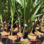 CÁCH CHĂM SÓC DỪA XIÊM DÂY CHO NĂNG SUẤT CAO