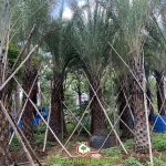 CÁCH TRỒNG CÂY CHÀ LÀ LÀM CẢNH ĐẸP