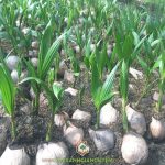 DỪA XIÊM DÂY LÀ CÂY GÌ?