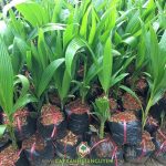 BÁO GIÁ CÂY GIỐNG DỪA XIÊM DÂY