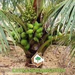 MÔ HÌNH TRỒNG DỪA XIÊM DÂY TRÊN ĐẤT CÁT VEN BIỂN