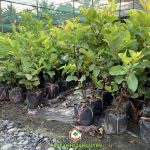 CÁCH TRỒNG ỔI KHÔNG HẠT