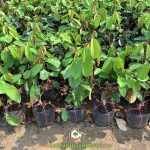 KỸ THUẬT TRỒNG VÚ SỮA BẮC THẢO