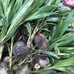 GIỐNG DỪA XIÊM DÂY ĐƯỢC TRỒNG NHIỀU Ở ĐÂU?