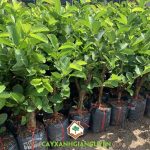 GIÁ CÂY GIỐNG ỔI KHÔNG HẠT CÓ ĐẮT KHÔNG?