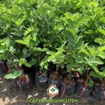 ỔI KHÔNG HẠT THƯỜNG MẮC CÁC LOẠI SÂU BỆNH GÌ?