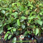 CÁCH PHÂN BIỆT VÚ SỮA BẮC THẢO VỚI VÚ SỮA LÒ RÈN