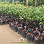 CÁCH CHỮA CÂY KHẾ CHUA BỊ VÀNG LÁ