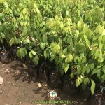 NĂNG SUẤT CÂY KHẾ NGỌT THÁI LAN