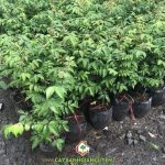 CÁCH TRỒNG CÂY KHẾ CHUA ĐÚNG KỸ THUẬT