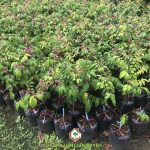 CÂY KHẾ CHUA KHÔNG RA QUẢ PHẢI LÀM SAO?