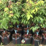 GIÁ BÁN CÂY KHẾ CHUA GIỐNG BAO NHIÊU