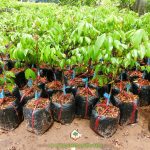 CÂY KHẾ CHUA GIỐNG GHÉP TRỒNG CÓ DỄ SỐNG KHÔNG