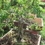 CÁCH CHĂM SÓC CÂY KHẾ NGỌT TRONG CHẬU LÀM BONSAI