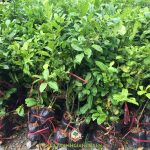 VƯỜN ƯƠM CÂY XANH GIA NGUYỄN BÁN GIỐNG CHANH BÔNG TÍM