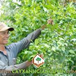 HƯỚNG DẪN CHĂM SÓC CHANH BÔNG TÍM