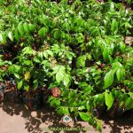 CÁCH CHĂM SÓC CÂY KHẾ CHUA