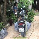 CÂY XANH GIA NGUYỄN CUNG CẤP 100 CÂY MÃNG CẦU XIÊM THÁI CHO CÔ NGA Ở TP. HỒ CHÍ MINH