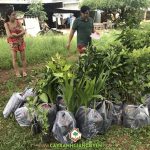 CÂY XANH GIA NGUYỄN CUNG CẤP 200 CÂY ĂN TRÁI CÁC LOẠI CHO ANH LÊ CHÍ CHI Ở BÀ RỊA VŨNG TÀU