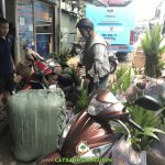 CÂY XANH GIA NGUYỄN CUNG CẤP 100 CÂY DỪA XIÊM DÂY CHO ANH ÂU Ở QUẢNG NGÃI