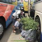CÂY XANH GIA NGUYỄN CUNG CẤP 250 CÂY ME THÁI CHO CÔNG TY CÀ PHÊ 719 Ở ĐĂK LĂK