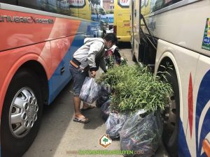 Cây me thái, Cây me thái giống, Vườn ươm Cây Xanh Gia Nguyễn, Công ty cà phê 719, Phương pháp ghép cây