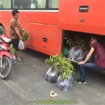 CÂY XANH GIA NGUYỄN CUNG CẤP 50 CÂY SẦU RIÊNG DONA CHO ANH HOÀNG Ở LÂM ĐỒNG