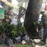 CÂY XANH GIA NGUYỄN CUNG CẤP 200 CÂY MÃNG CẦU XIÊM THÁI CHO ANH PHONG Ở CẦN THƠ