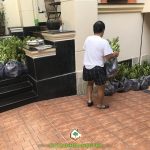 CÂY XANH GIA NGUYỄN CUNG CẤP 200 CÂY TẮC CHO CHÚ HẢI Ở QUẬN 3 TPHCM