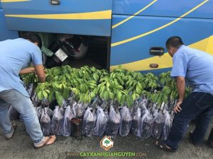 Cây bòn bon thái, Cây Xanh Gia Nguyễn, Vườn ươm Cây Xanh Gia Nguyễn, Chăm sóc cây bòn bon thái, Giống bòn bon thái, Vườn bòn bon thái